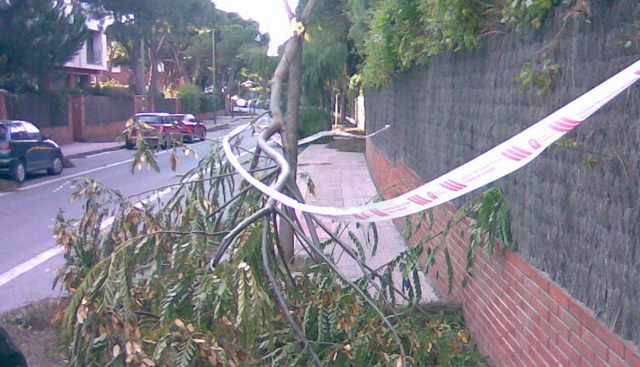 Árbol arrancado en la calle Cunit de Gavà Mar por un fuerte temporal de viento (24 de Enero de 2009)